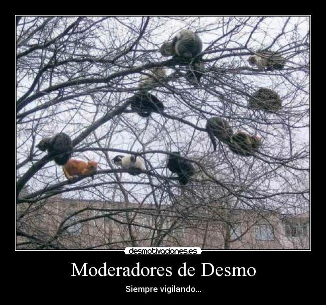Moderadores de Desmo -