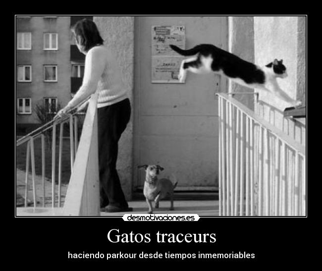 Gatos traceurs - haciendo parkour desde tiempos inmemoriables