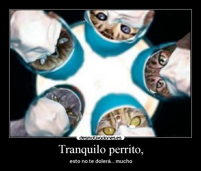 Tranquilo perrito, - esto no te dolerá... mucho