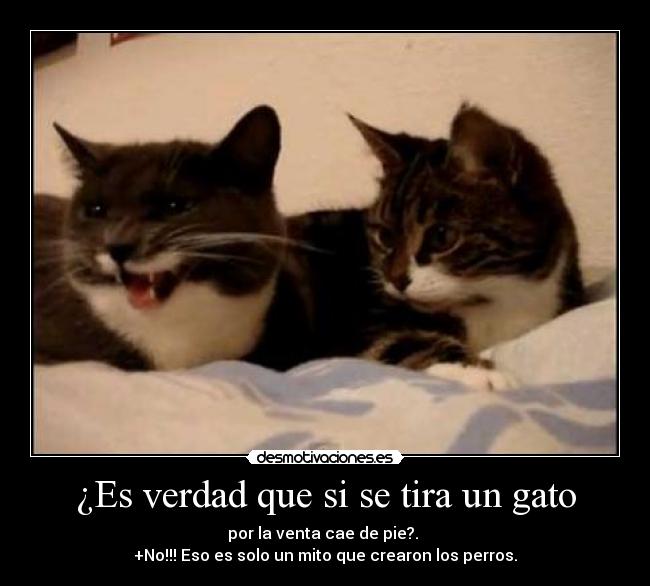 ¿Es verdad que si se tira un gato - por la venta cae de pie?.
+No!!! Eso es solo un mito que crearon los perros.
