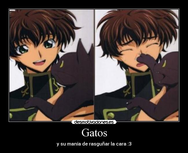 Gatos - 