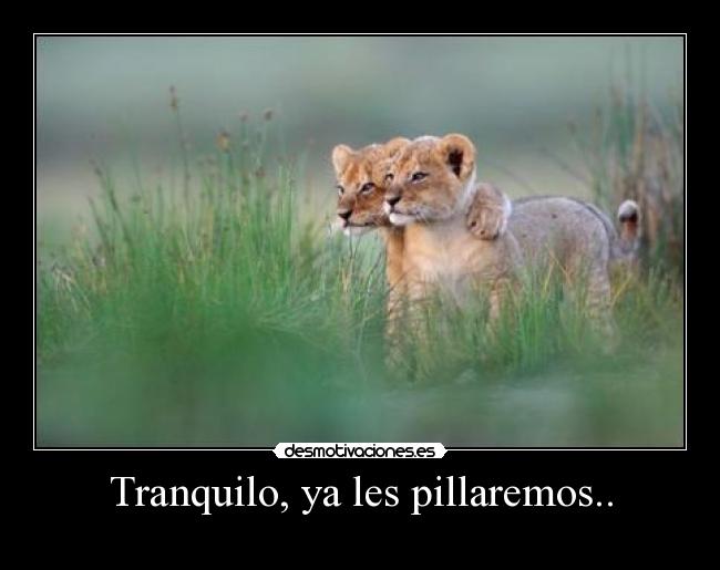 Tranquilo, ya les pillaremos.. -