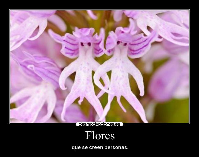 Flores - que se creen personas.