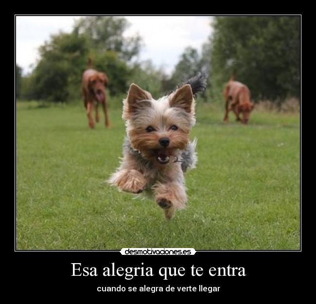 Esa alegria que te entra - cuando se alegra de verte llegar