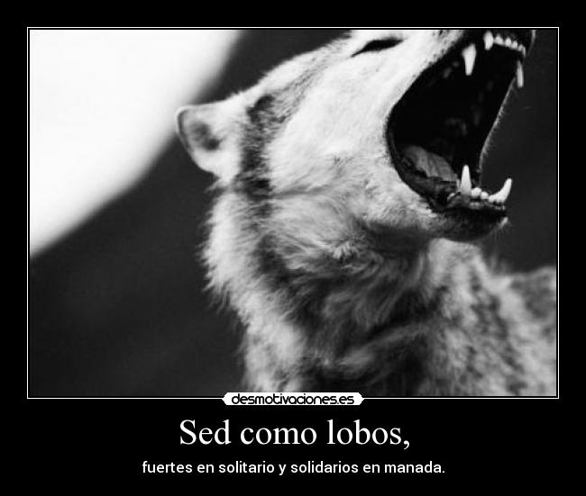 Sed como lobos, - 
