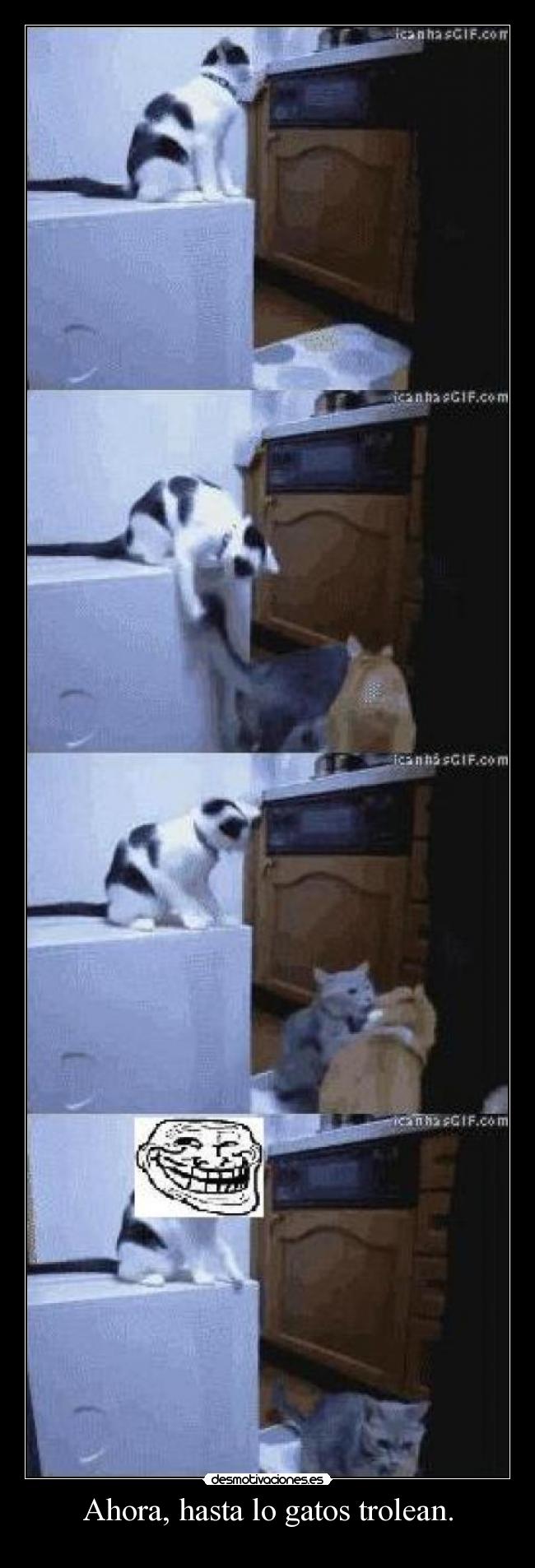 Ahora, hasta lo gatos trolean. -