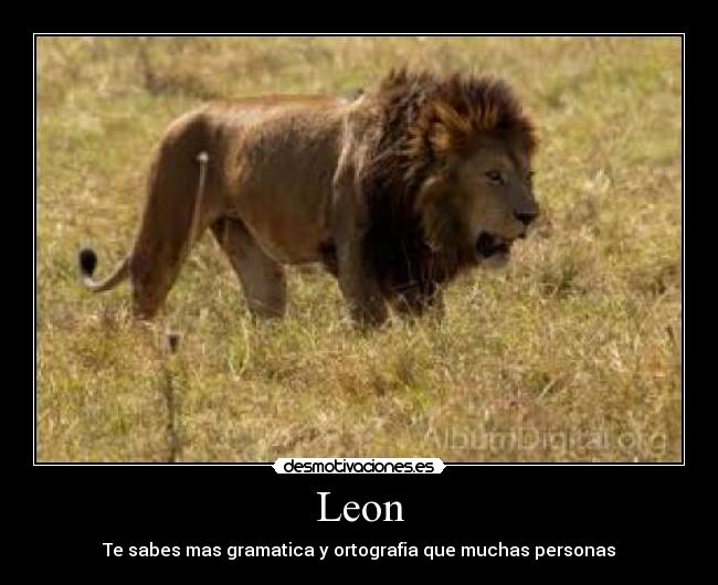 Leon -