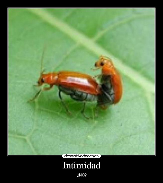 Intimidad - 