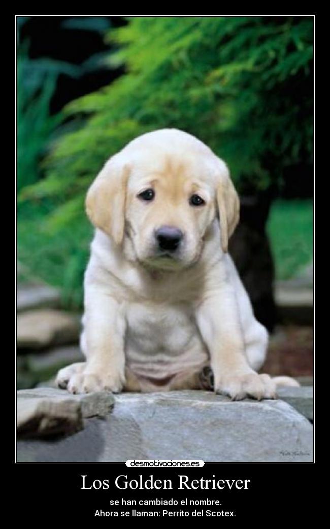 Los Golden Retriever - se han cambiado el nombre.
Ahora se llaman: Perrito del Scotex.