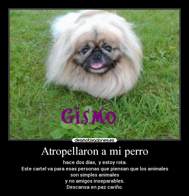 Atropellaron a mi perro - 