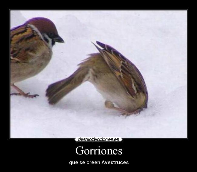 Gorriones - que se creen Avestruces