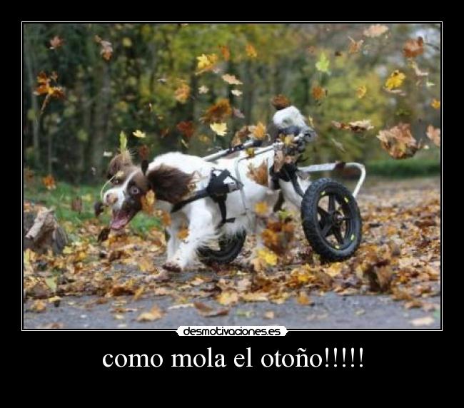 como mola el otoño!!!!! -