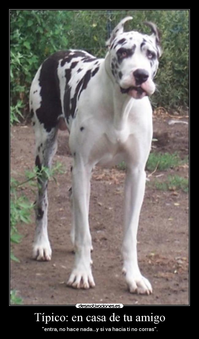 Típico: en casa de tu amigo - entra, no hace nada...y si va hacia ti no corras.