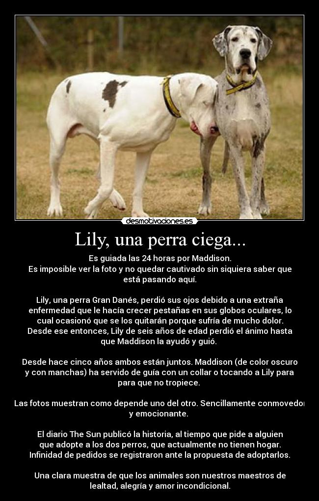 Lily, una perra ciega... - Es guiada las 24 horas por Maddison.
Es imposible ver la foto y no quedar cautivado sin siquiera saber que
está pasando aquí.

Lily, una perra Gran Danés, perdió sus ojos debido a una extraña
enfermedad que le hacía crecer pestañas en sus globos oculares, lo
cual ocasionó que se los quitarán porque sufría de mucho dolor.
Desde ese entonces, Lily de seis años de edad perdió el ánimo hasta
que Maddison la ayudó y guió. 

Desde hace cinco años ambos están juntos. Maddison (de color oscuro
y con manchas) ha servido de guía con un collar o tocando a Lily para
para que no tropiece. 

Las fotos muestran como depende uno del otro. Sencillamente conmovedor
y emocionante. 

El diario The Sun publicó la historia, al tiempo que pide a alguien
que adopte a los dos perros, que actualmente no tienen hogar.
Infinidad de pedidos se registraron ante la propuesta de adoptarlos.

Una clara muestra de que los animales son nuestros maestros de
lealtad, alegría y amor incondicional.