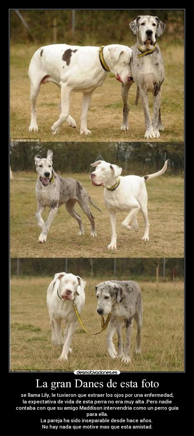 La gran Danes de esta foto - se llama Lily, le tuvieron que extraer los ojos por una enfermedad,
la expectativa de vida de esta perra no era muy alta .Pero nadie
contaba con que su amigo Maddison intervendría como un perro guía
para ella.
La pareja ha sido inseparable desde hace años. 
No hay nada que motive mas que esta amistad.