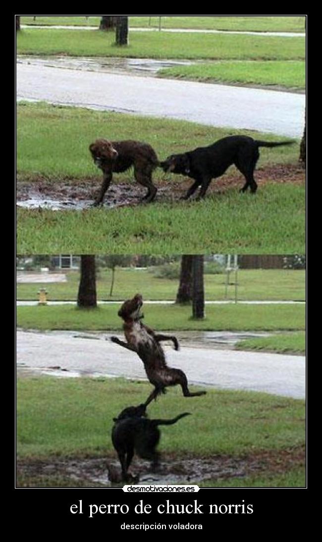 el perro de chuck norris - 
