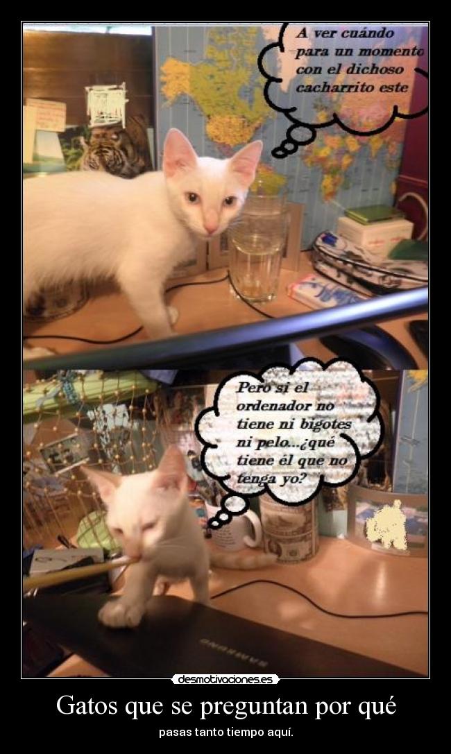 Gatos que se preguntan por qué - pasas tanto tiempo aquí.