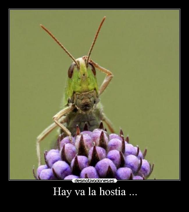 Hay va la hostia ... - 
