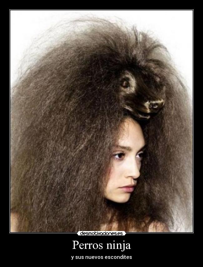 Perros ninja -