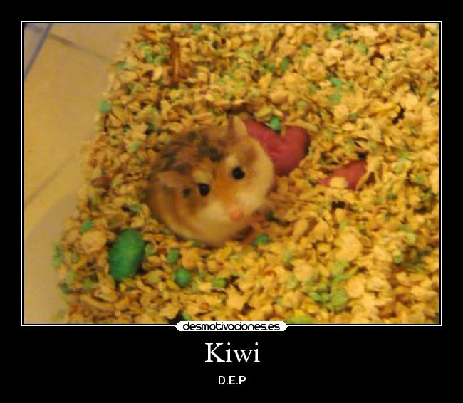 Kiwi - D.E.P