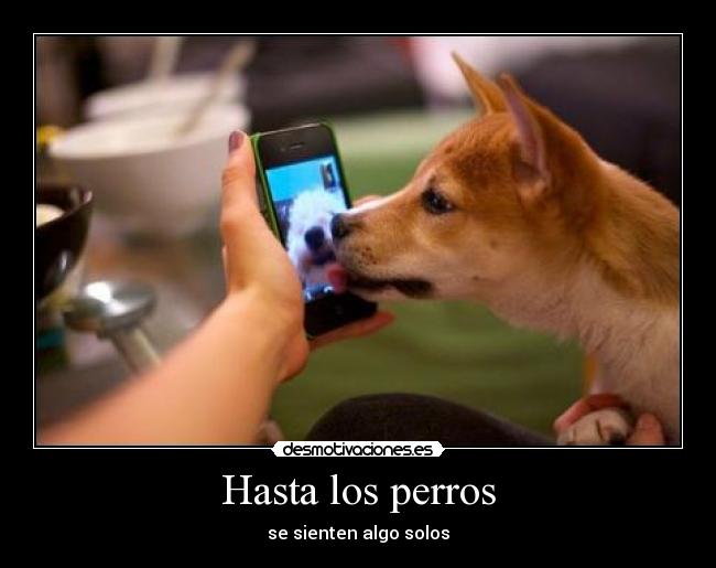 Hasta los perros - 