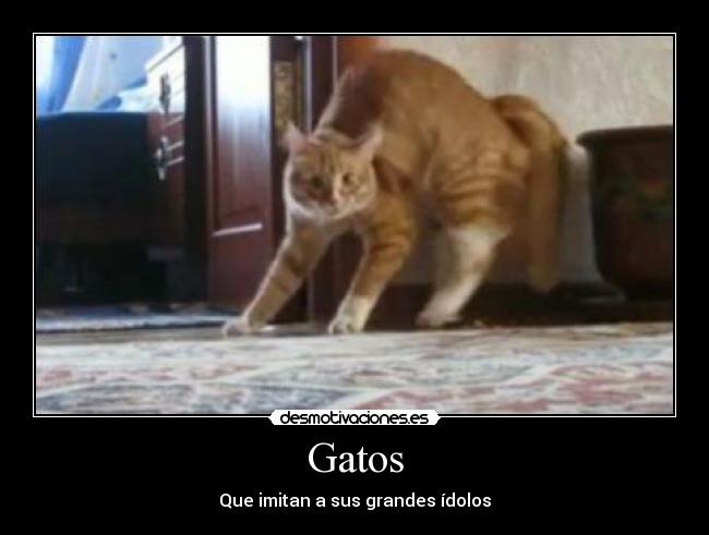 Gatos - Que imitan a sus grandes ídolos