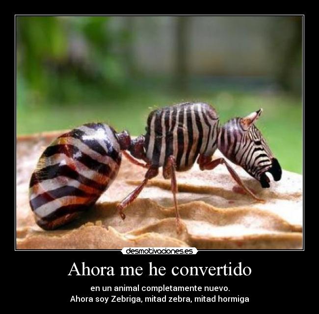 Ahora me he convertido - en un animal completamente nuevo.
Ahora soy Zebriga, mitad zebra, mitad hormiga