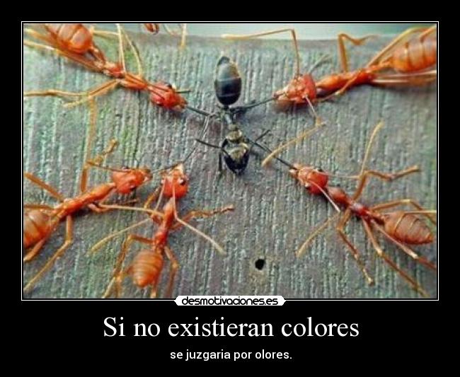 Si no existieran colores - se juzgaria por olores.