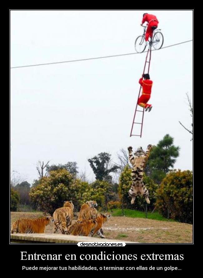 carteles pajaro avion nooo tigre volador que quiere comer chino desmotivaciones