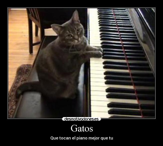 Gatos - Que tocan el piano mejor que tu
