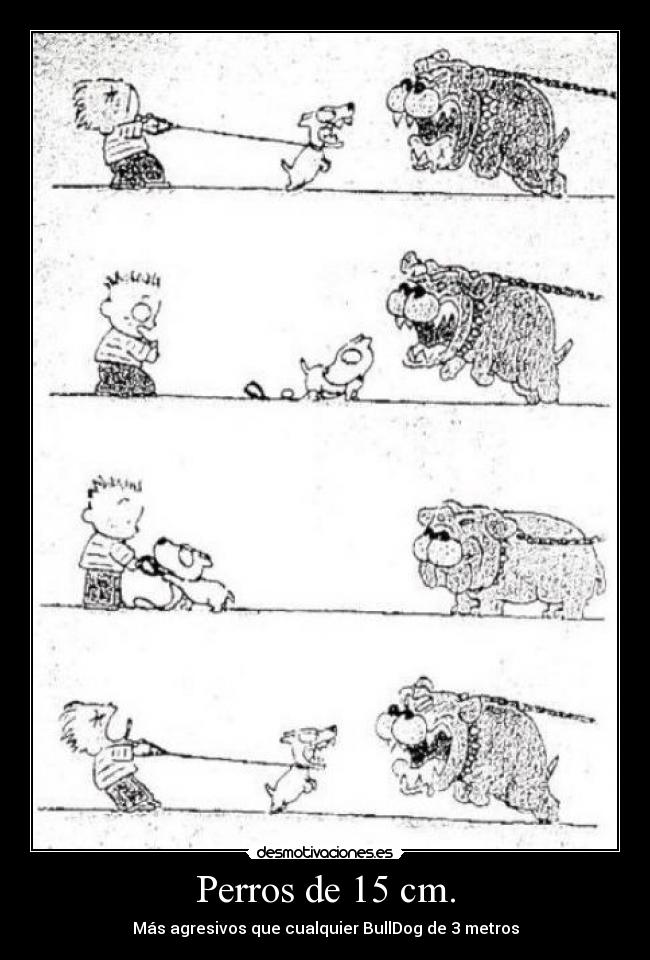 Perros de 15 cm. - Más agresivos que cualquier BullDog de 3 metros