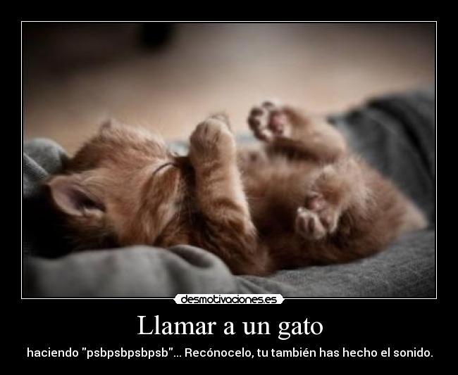 Llamar a un gato - 
