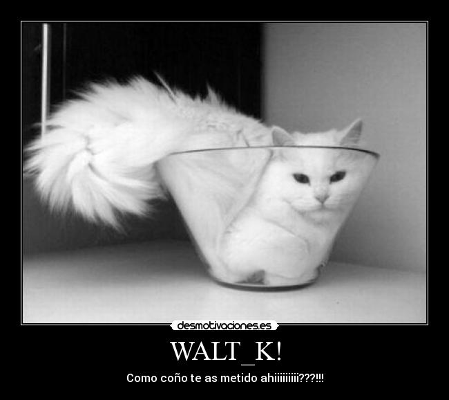 WALT_K! -