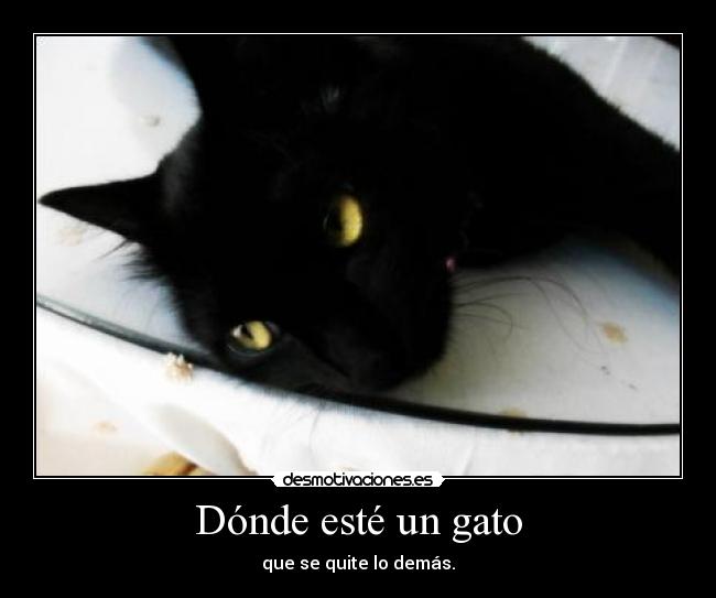 Dónde esté un gato - que se quite lo demás.
