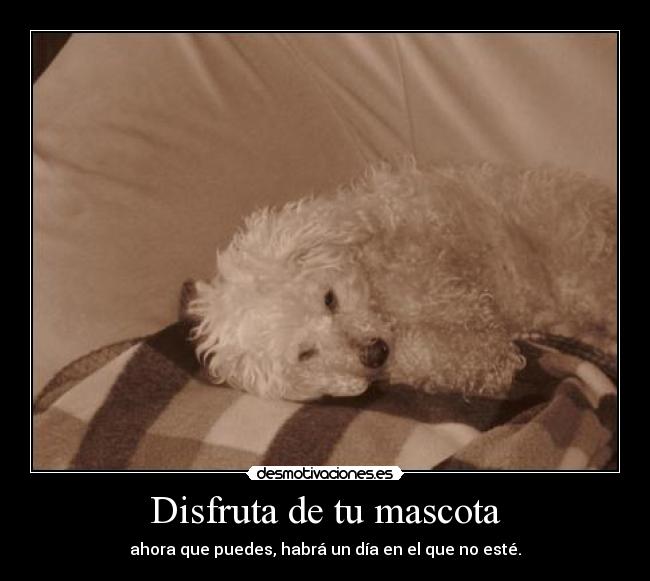 Disfruta de tu mascota -