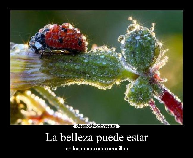 La belleza puede estar -