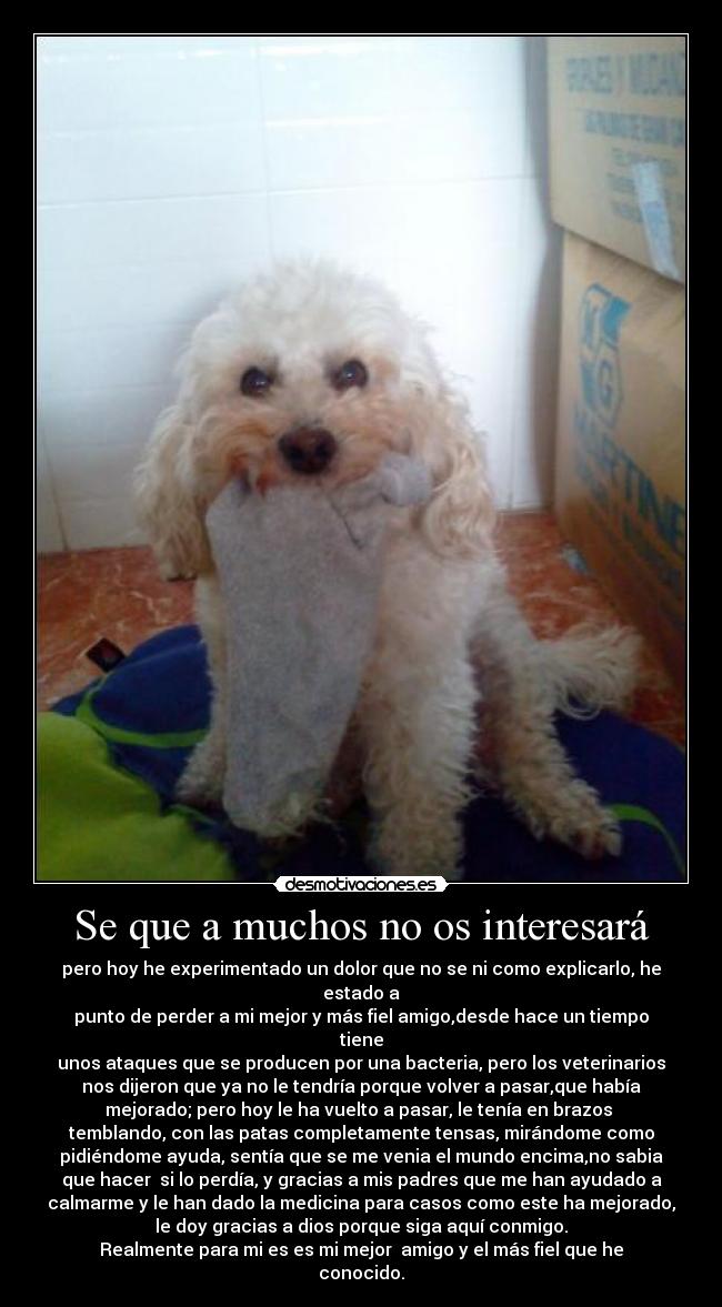 Se que a muchos no os interesará - pero hoy he experimentado un dolor que no se ni como explicarlo, he
estado a
punto de perder a mi mejor y más fiel amigo,desde hace un tiempo
tiene
unos ataques que se producen por una bacteria, pero los veterinarios
nos dijeron que ya no le tendría porque volver a pasar,que había
mejorado; pero hoy le ha vuelto a pasar, le tenía en brazos 
temblando, con las patas completamente tensas, mirándome como
pidiéndome ayuda, sentía que se me venia el mundo encima,no sabia
que hacer  si lo perdía, y gracias a mis padres que me han ayudado a
calmarme y le han dado la medicina para casos como este ha mejorado,
le doy gracias a dios porque siga aquí conmigo.
Realmente para mi es es mi mejor  amigo y el más fiel que he
conocido.