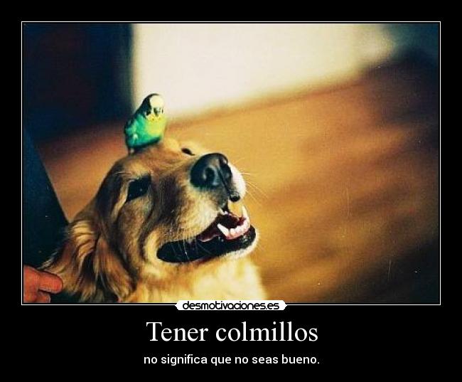 Tener colmillos - 
