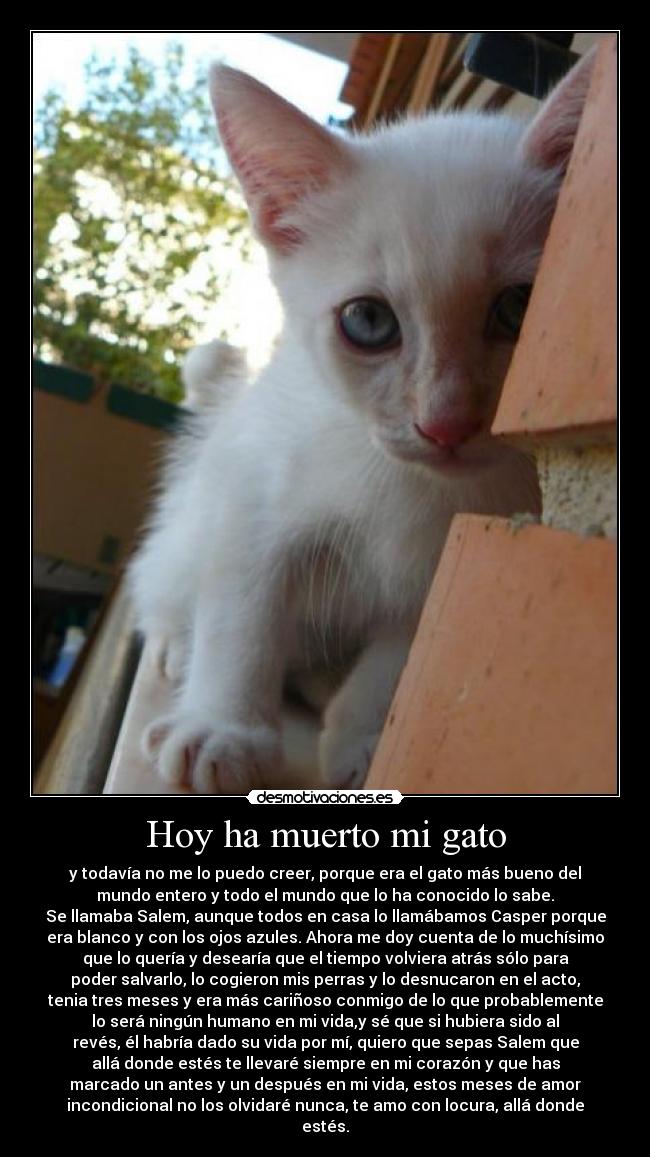 Hoy ha muerto mi gato -