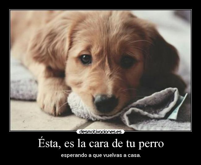 Ésta, es la cara de tu perro - 