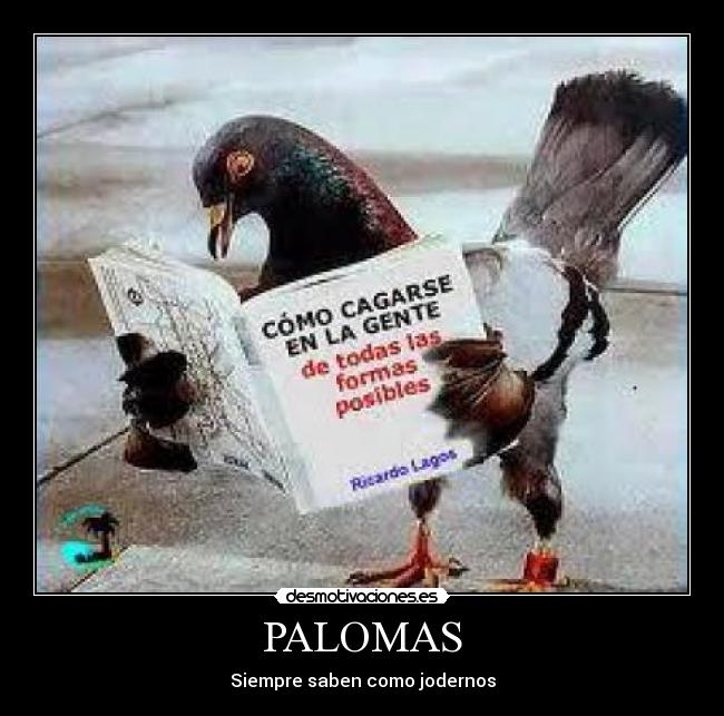 PALOMAS - Siempre saben como jodernos