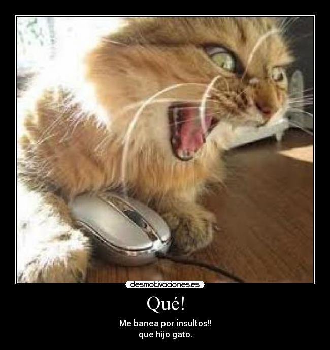 Qué! - Me banea por insultos!!
que hijo gato.