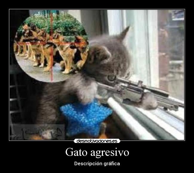 Gato agresivo - Descripción gráfica