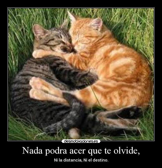 Nada podra acer que te olvide, - Ni la distancia, Ni el destino.