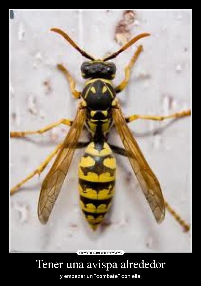 Tener una avispa alrededor - y empezar un combate con ella.