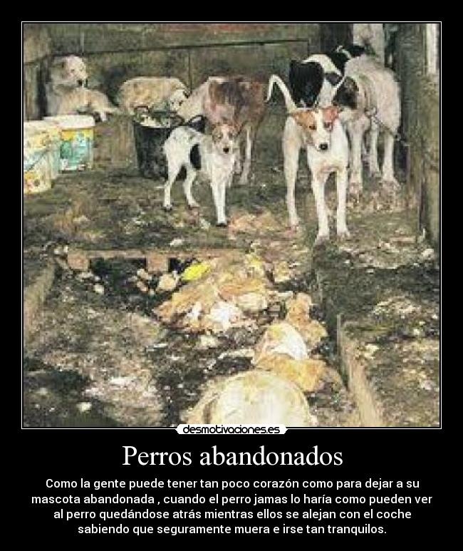 Perros abandonados - 