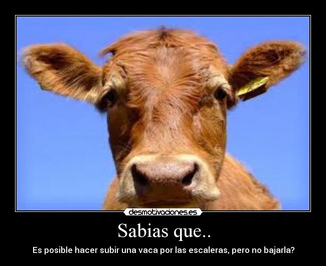 Sabias que.. - Es posible hacer subir una vaca por las escaleras, pero no bajarla?