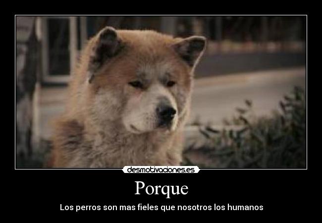 Porque - Los perros son mas fieles que nosotros los humanos