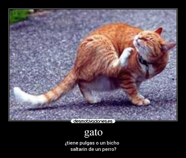 gato - ¿tiene pulgas o un bicho
saltarin de un perro?