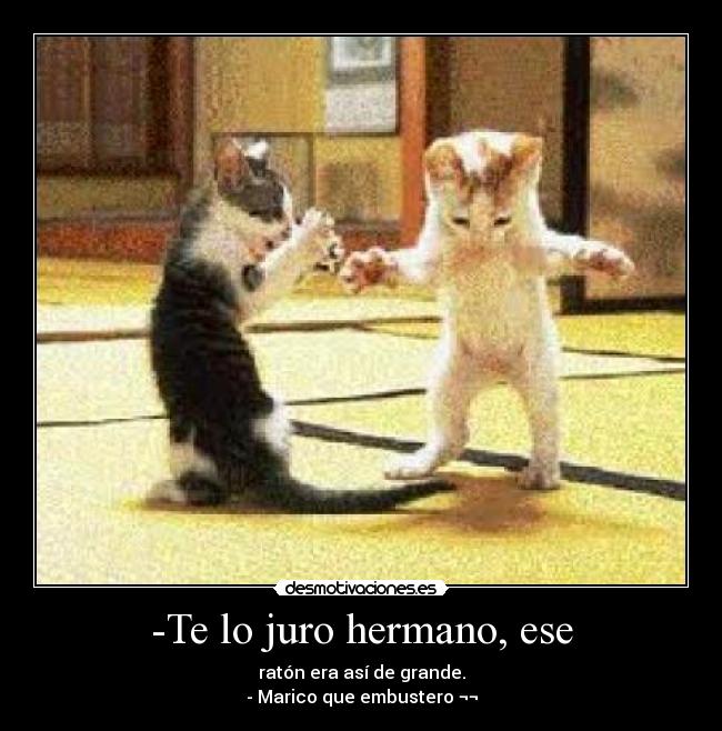 -Te lo juro hermano, ese - ratón era así de grande.
- Marico que embustero ¬¬